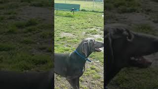 Running with a Weim speed