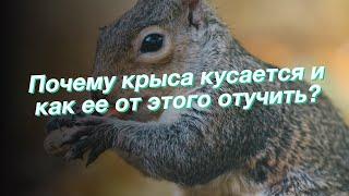 Почему крыса кусается и как ее от этого отучить?