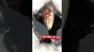Rainbow Trout on THIN ICE! #icefishing #fishing