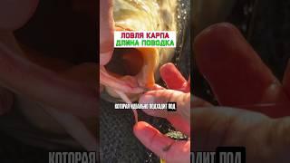 Какой длины делать поводок на карпа? #карпфишинг