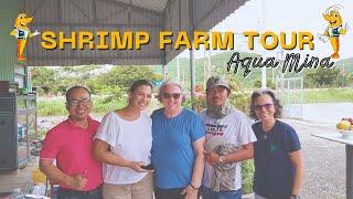 AQUA MINA | July, 2023 Shrimp Farm Tour |