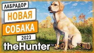 МЫ ЖДАЛИ ЭТОГО ДВА ГОДА! НОВАЯ СОБАКА - ЛАБРАДОР! | theHunter Call of the Wild  | Часть #1