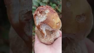 І осінь ще тримається за літо️ #гриби #карпати #грибивкарпатах #ліс #осінь #білігриби