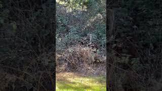 Perps across street 2/12/25 #3 (see #2) I had to restart talking. They left soon as I went inside