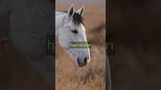 Hayvanlar hakkında ilginç bilgiler #hayvanlar #bilgi #zoo