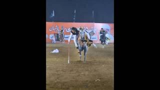 Nazabazi with Mubashar Tiwana#beautifulhorses #horse #pakistan#punjab #youtube#youtubeshorts