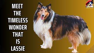 Rough Collies Unleashed: Lassie Dogs, the Majestic Canine Companions!