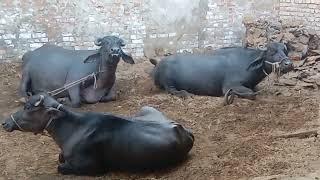 Dua diary farm # for milk add in Karachi Pakistan