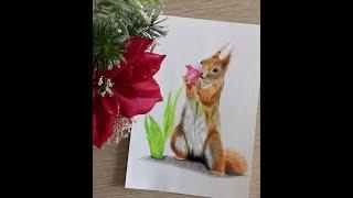 Как нарисовать белочку цветными карандашами. How to draw a realistic squirrel with colored pencils.