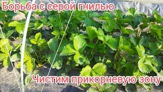 Серая гниль на клубнике как победить, препарат Свитч от серой гнили