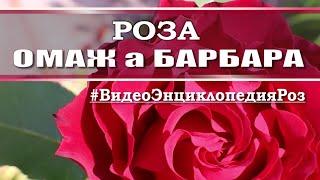 Обзор розы ОМАЖ а БАРБАРА / мое мнение о сорте /#ВидеоЭнциклопедияРоз / Hommage a Barbara