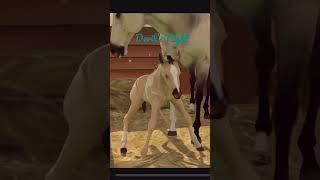 3 Cool Foals I Breed-Rival Stars Horse Racing