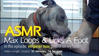 Max Loops | 30 Minutes of Licking | ASMR DOG LICKING | No Talking