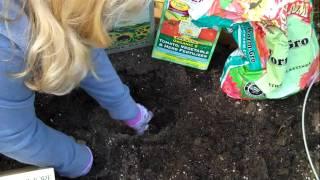 How To Plant A Tomato