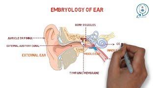 Embryology of ear | development |