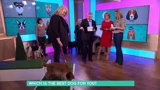 Which is the Best Dog for You? - Cocker Spaniel | This Morning