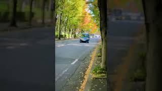 #momiji leaves