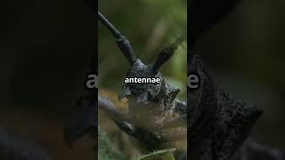  Beetles That Drum! Nature’s Percussion Masters at Work 🪘