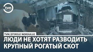 ЛЮДИ НЕ ХОТЯТ РАЗВОДИТЬ КРУПНЫЙ РОГАТЫЙ СКОТ