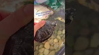 Watch what happens while cleaning my turtle! #turtles #turtle #turtlesquad #turtlecare #animallover