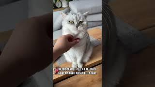 Как завоевать доверие кошки #коты #кошка #кот