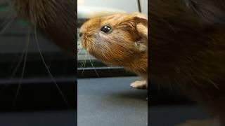 When Capybara Was A Baby