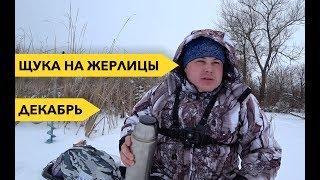 ЩУКА ПОПЕРЛА! Рыбалка в декабре на жерлицы на живца