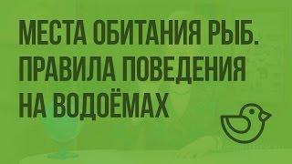 Места обитания рыб. Правила поведения на водоемах. Видеоурок по окружающему миру 1 класс