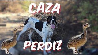 Caza de Perdiz I Hunting with Beretta A400 Xcel, Chile Julio 2019.