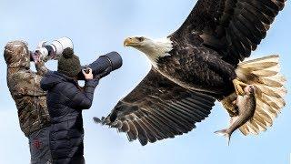 How to Photograph Flying Birds