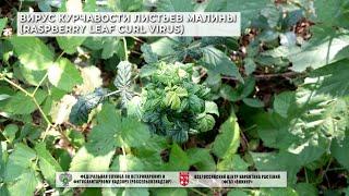 Вирус курчавости листьев малины (Raspberry leaf curl virus)