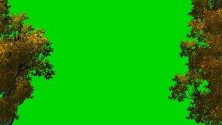 Trees in Autumn - red leaves - Green Screen Video Background 4