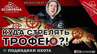 Куда?В какое место правильно стрелять трофейную рыбу?!