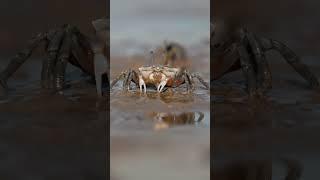 The Fascinating Fiddler Crab #asmr #wildlifedocumentary #crabs #fiddlercrab