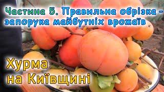 Обрізка хурми на плодоношення та зміцнення скелету дерева