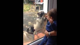 Baby Louie meeting new pug friends