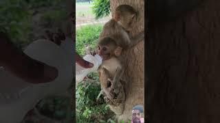 Monkey #dodh #mojmasti #funny #comedy#shorts #video