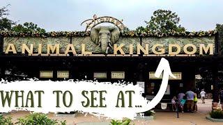 Watch This Before Visiting the Animal Kingdom in Disney World