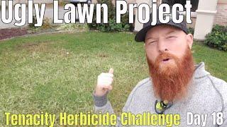 DIY How to Fix Ugly Lawn Day 18 Tenacity Herbicide Challenge / lawn overseed with Kentucky Bluegrass