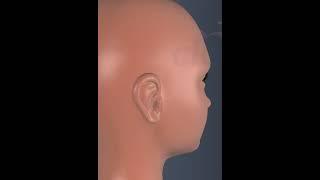 Human Ear Pinna 1#education