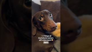 3 things ALL Dachshund owners will understand 