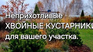 НЕПРИХОТЛИВЫЕ ХВОЙНЫЕ КУСТАРНИКИ  для вашего сада.  Их размеры во взрослом состоянии.