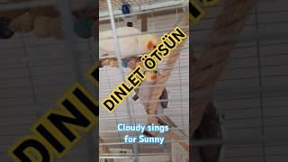 Cockatiel singing (sounds)- Sultan Papağanı sesi, dişisine ötüşü - Nymphensittich singt #birds