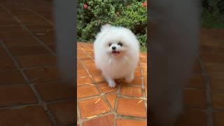 Lulu da pomerania #animais #desenho #lulu #spitz #chihuahua #cachorro #gatinha #gato #dog #short cat