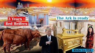 Third Temple Update : The Construction Progress Significantly as Red Heifers Come of Age