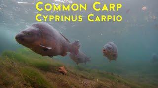 Common Carp (European Carp) - Cyprinus Carpio 4K