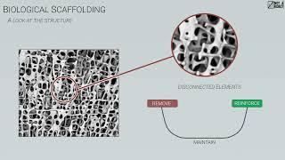 Computational Mapping of Biomimetic Structures - Matt Shomper - Not a Robot - CDFAM