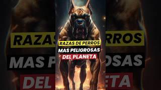  RAZAS de Perros Más peligrosas del Mundo