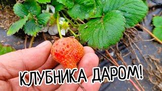 СПЕШИ ЗАБРАТЬ саженцы клубники? БЕСПЛАТНО‼️Отличная РАССАДА клубники!