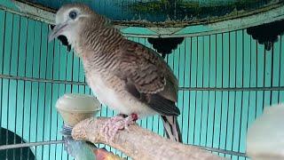 SUARA PERKUTUT BETINA USIA 1,5 BULAN PRODUK SILWAK BIRD FARM